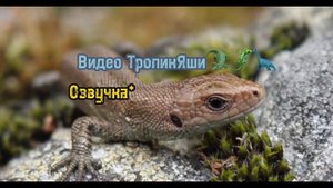 Рассказываю про КОРМЛЕНИЕ Живородящей ИЛИ прыткой ЯЩЕРИЦЫ??ТропикЯша