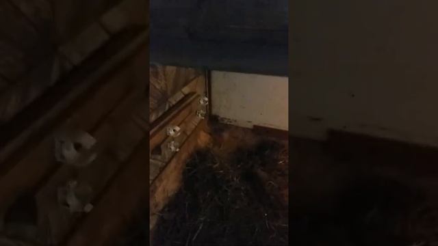 Курица несушка стала наседкой (зимой). Что из этого вышло. смотреть онлайн