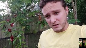 FLOR DE JAMAICA. SORREL/ROSELLE. Hibiscus sabdariffa