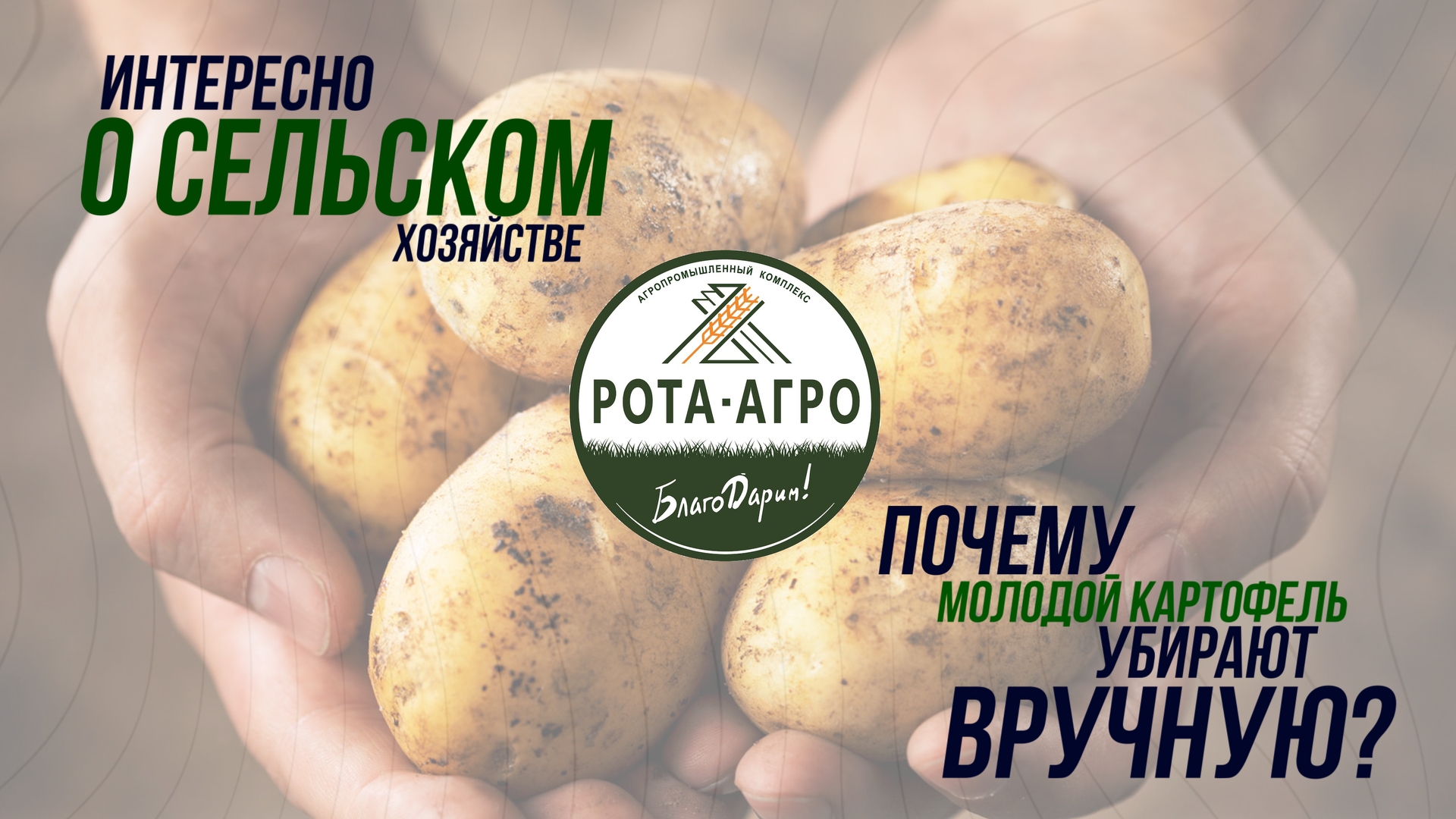 Интересно о сельском хозяйстве: почему работники «РОТА-АГРО» вручную убирают молодой картофель?