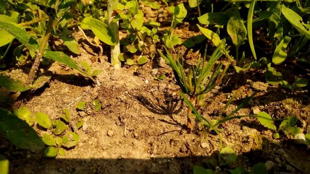 Три первых лета корейских кедров 2018-2020 смотреть онлайн