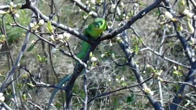 Ящерица спасается на стволике куста. Хомутовская степь смотреть онлайн