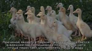 Болезни гусят — симптомы и лечение