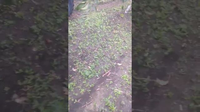 Работа сфрезои между деревьями в саду смотреть онлайн