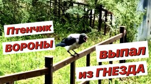 #живаяприрода #жизньптиц
 Птенец вороны выпал из гнезда / Вороненок зовет маму