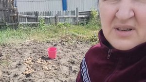 СЕНТЯБРЬ / СОБИРАЕМ УРОЖАЙ НА ДАЧЕ / КАРТОШКА УРОДИЛАСЬ В ЭТОМ ГОДУ НА СЛАВУ
