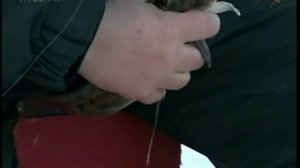 Ловля налима на реке Молога в глухозимье.