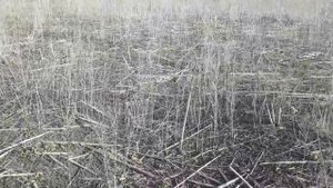 16.05.2019. NO-TILL посев просо после подсолнечника