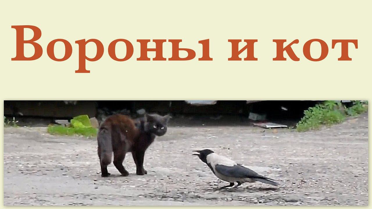 Вороны и кот