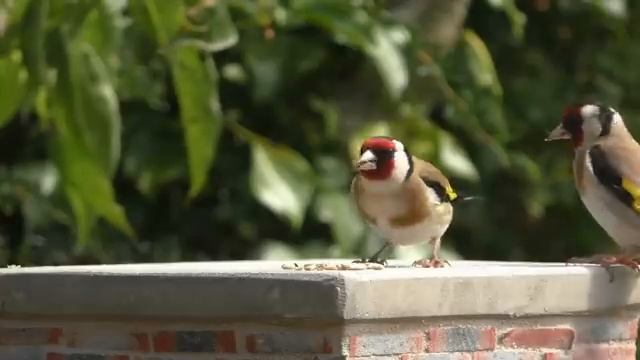 Calming TV for Cats : Cat TV - My Garden Birds - Relaxing Nature Music for Cats to Sleep смотреть онлайн