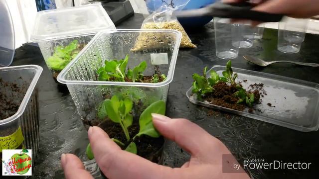 Формировка и черенкование петуний. Результат. смотреть онлайн