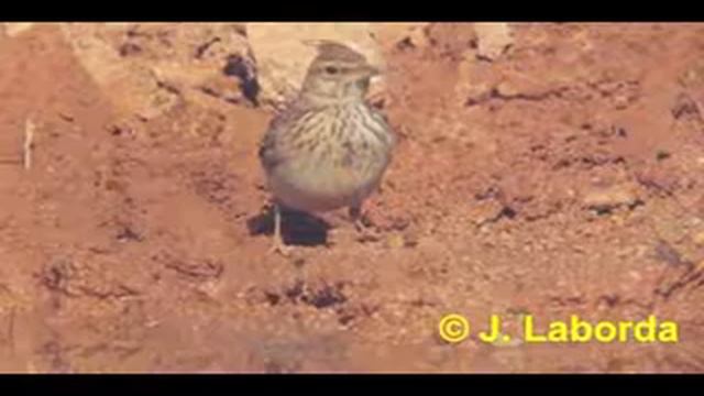 Хохлатый жаворонок — Galerida cristata (Linnaeus, 1758) смотреть онлайн