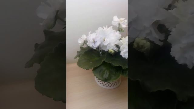 Фиалка ЕК-Прекрасный ангел смотреть онлайн