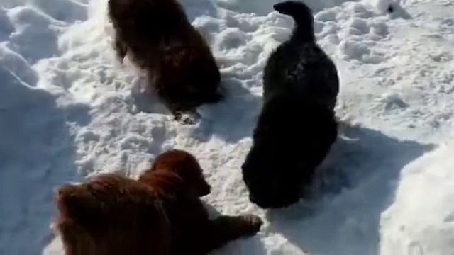 Щенки Тибетского мастифа смотреть онлайн