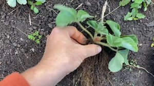 Как правильно сажать Клубнику в зиму