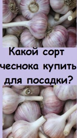 Какой сорт озимого чеснока я могу посоветовать для посадки? Пора закупать, ведь осень не за горами!