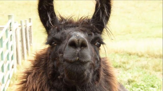 Разведение лам как бизнес идея | Ламы в домашнем хозяйстве смотреть онлайн