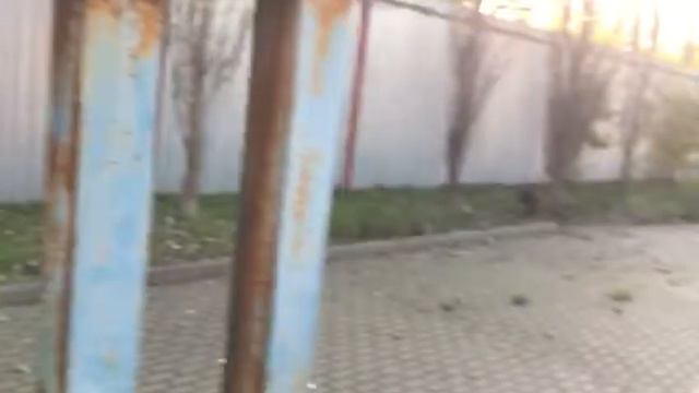 Зоопарк в Ижевске смотреть онлайн