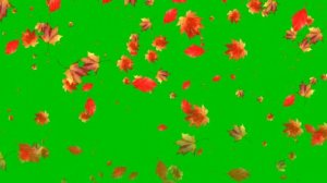 Футаж ветер уносит осенние листья. Хромакей осень, листья клена. Fооtage autumn .mp4