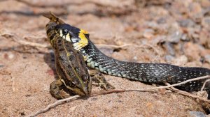 уж съел лягушку....