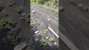 Клубника выращивание