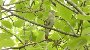 Пение восточного соловья