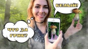 ? Приложение поиска грибов - это ШОК ? Белые грибы пошли. Тихая охота. Поход в лес ???