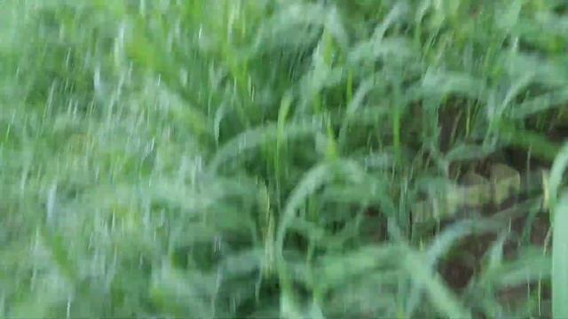 Golden Teacher Gang...Most beautiful specimens ever at Miss Kays. смотреть онлайн