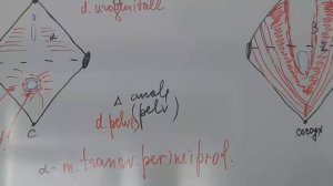 Диафрагма таза. Мочеполовая диафрагма. Промежность