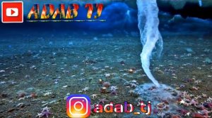 Дуа Алхамдуллилахи Малики Мульк Дуои  бади намоз ( АДАБ ТЧ )