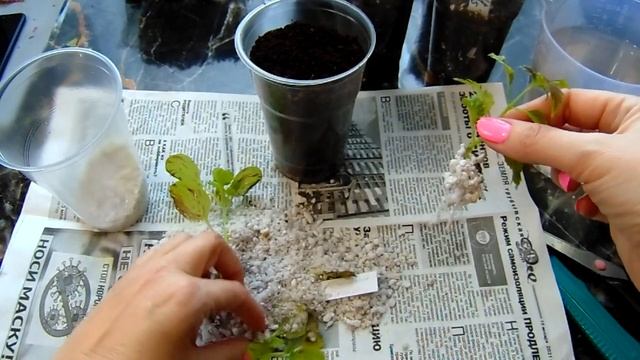 РАЗМНОЖЕНИЕ КОЛЕУСОВ ОТ А до Я . ПОСЕВ СЕМЯН ,УХОД ЗА РАСТЕНИЯМИ . ПЕРВАЯ ПОДКОРМКА . ЧЕРЕНКОВАНИЕ смотреть онлайн