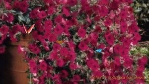 Петуния ампельная Тайдал Вейв Черри ? обзор: как сажать, семена петунии Тайдал Вейв Черри