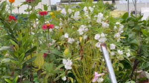 All colors of flowers in my terrace garden | Dahlia, Zinia,Gladiolus, Balsom,Lily, Jasmine,Lotus et