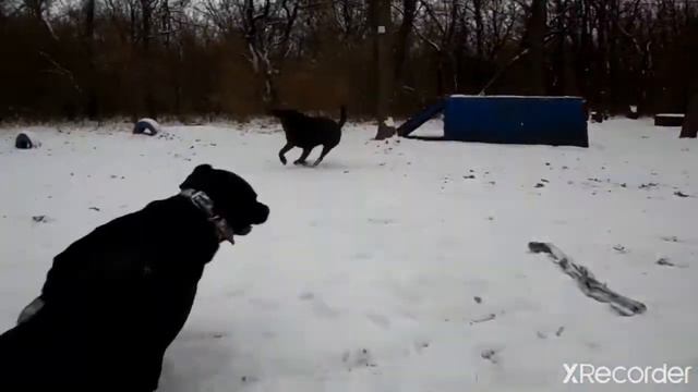 СХВАТКА за ТРЯПКУ участники ЛАБРАДОРЫ смотреть онлайн