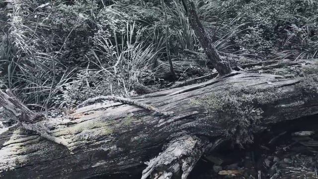 VID 20220815 122705 Без названия 1973 (Г. Айги)...Павел Васильев Лахтинский смотреть онлайн