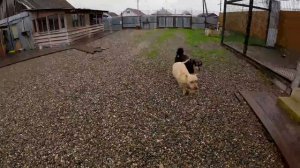 Начало течек у питбулей ! Разборки кобелей Муса против Спайка. Готовимся к прогулке в город с Мусой