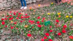 Крым. Никитский ботанический сад. Зацвели тюльпаны.