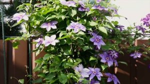 Клематис в Московской области. Июль 2022 год.