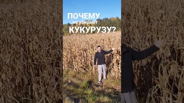 Это Беларусь. Почему не убирают кукурузу? может в этом есть смысл? Кто знает?