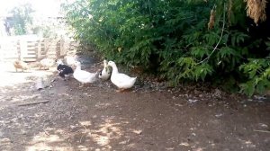 Утки башкирские. Планы на зиму .