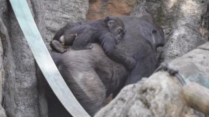 Baby gorilla Sumomo walking toward and away from her sister Momoka | Gorilla Haoko Family