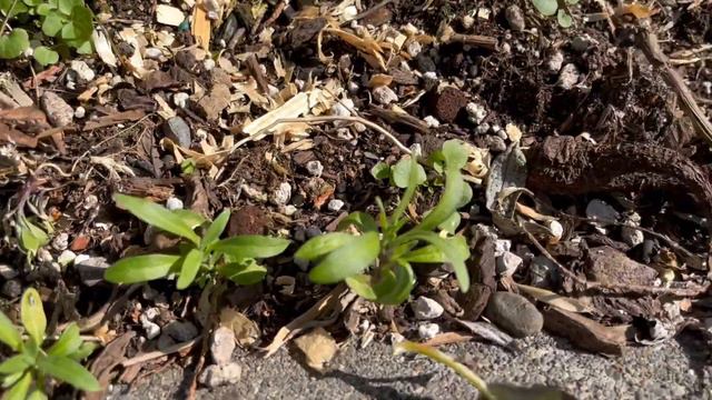 Humboldt County Neighborhoods Free Food And Book Box Filmed By Adrienne Floreen 2023 1 Of 2