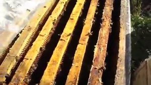 что делать с пчелами осенью ? - осенние работы с пчелами