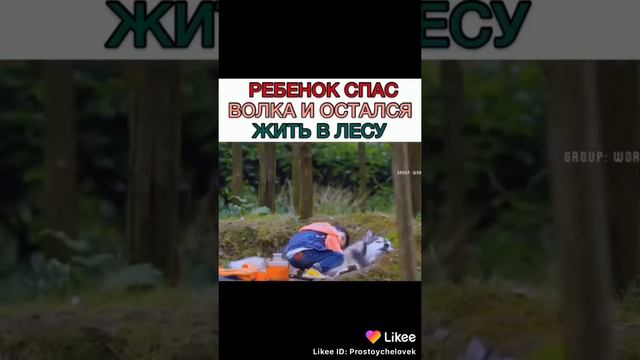 Спас волка и остался жить в лесу