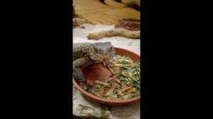 Грозная ящерица за обедом #животные #забавныеживотные #юмор #ящерицы #зоопарк