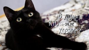 КАК ПОМОЧЬ КОТУ ИЗБАВИТЬСЯ ОТ СТРЕССА?