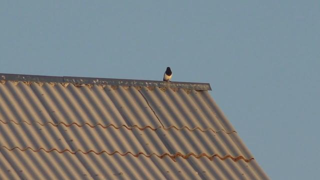 Осень 07.10.2018. Сорока. 4k видео ч. 6 смотреть онлайн