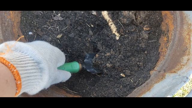 Выращивание картофеля в грядке и контейнере РЕЗУЛЬТАТ смотреть онлайн