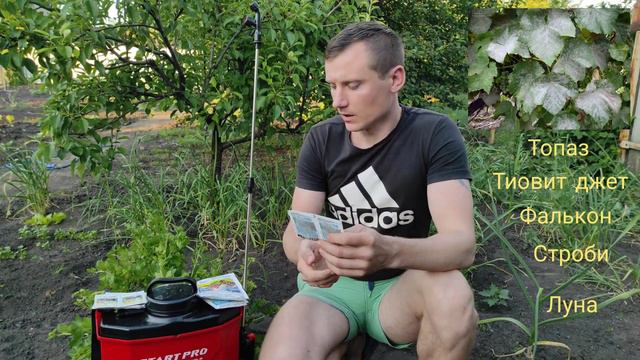 Обработка винограда перед цветением!!!06.06.2022 смотреть онлайн