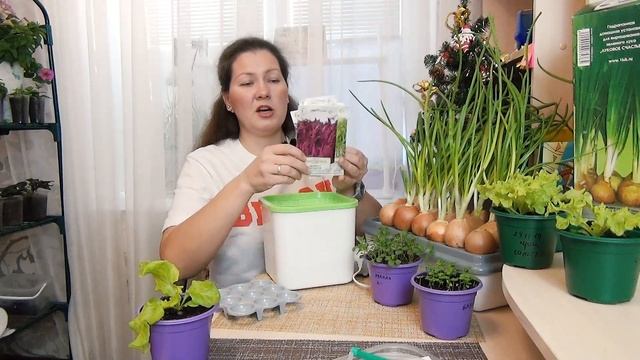 Свежая зелень дома зимой каждый день! Как я выращиваю на подоконнике салат, лук и микрозелень